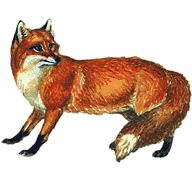 Лисица, fox